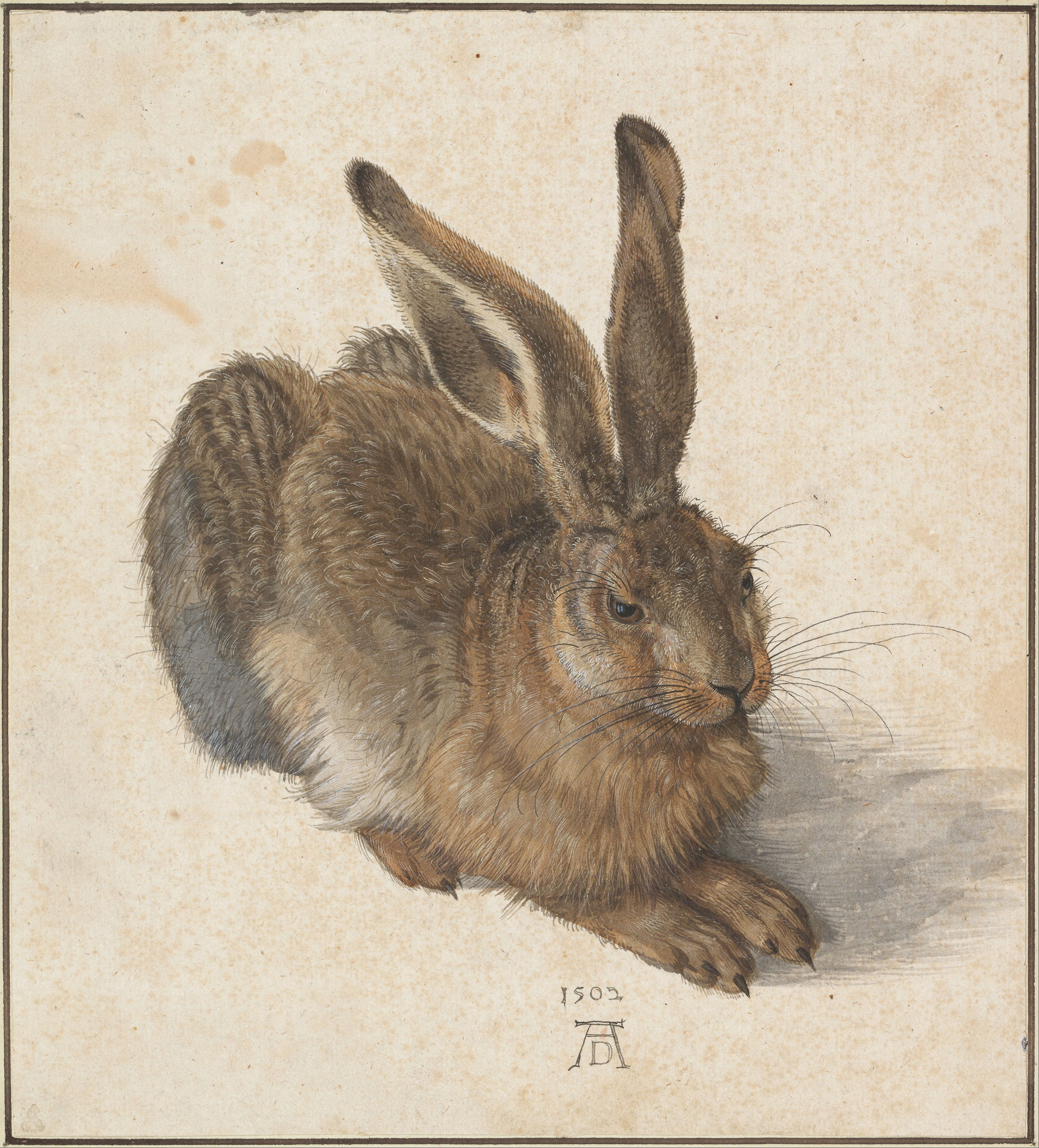 durer bunny